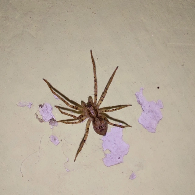 Anyphaena accentuata - jegyespók