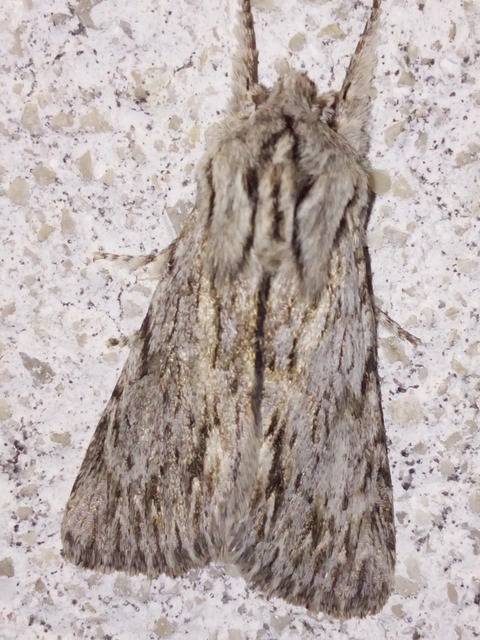 Asteroscopus sphinx - csillagnéző bundásbagoly