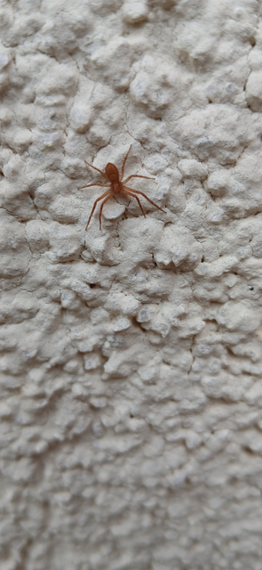Philodromus