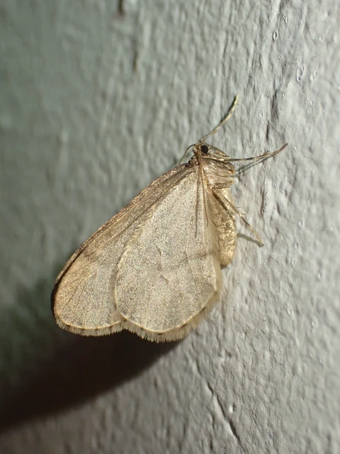 Operophtera brumata - kis téliaraszoló