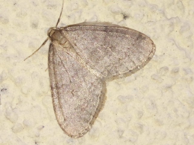 Operophtera brumata - kis téliaraszoló