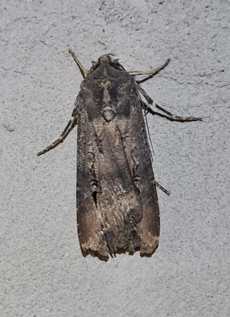 Agrotis ipsilon - nagy földibagoly