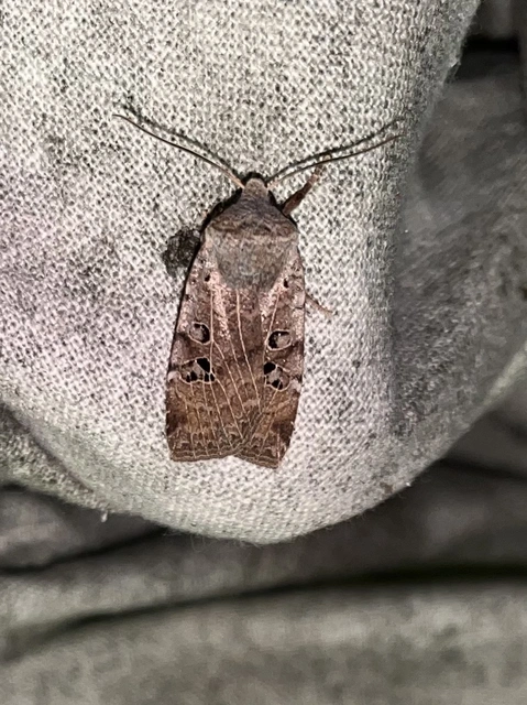 Conistra rubiginosa - szürke télibagoly