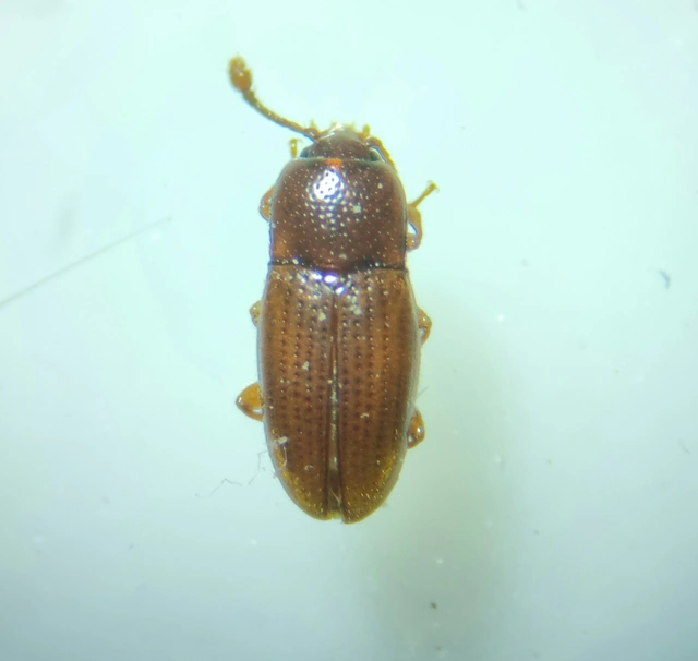 Cerylonidae - kéregbogárfélék Cerylonidae - kéregbogárfélék