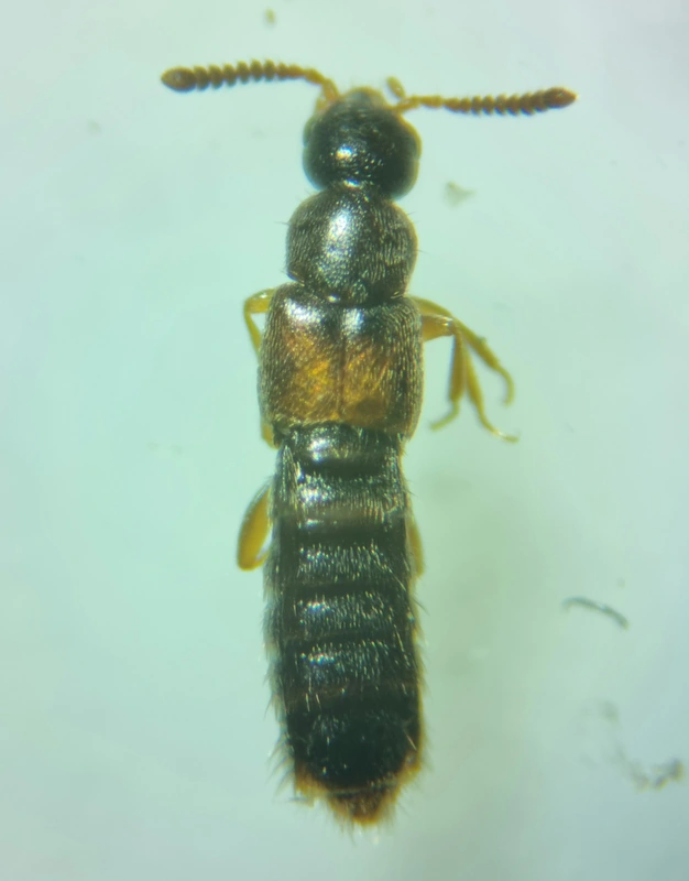 Phloeopora testacea - fenyves szúvadászholyva