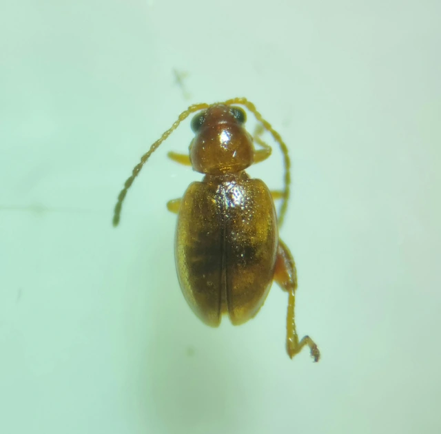 Longitarsus