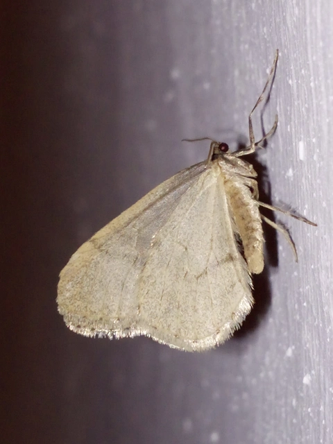 Operophtera brumata - kis téliaraszoló