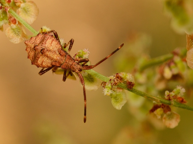 Coreus marginatus - közönséges karimáspoloska