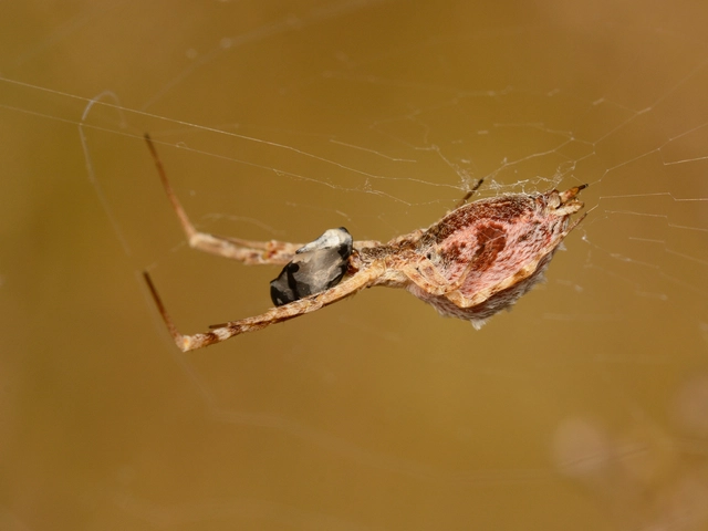Uloborus walckenaerius - derespók