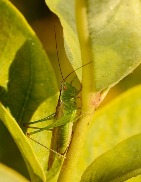 Conocephalus fuscus - kis kúpfejűszöcske