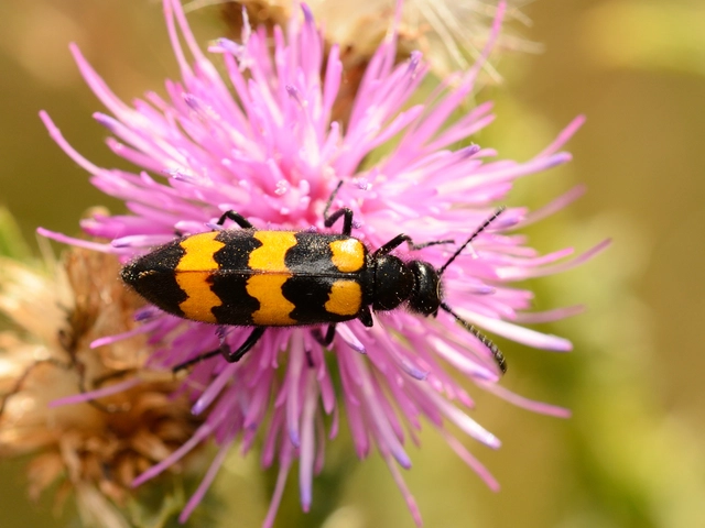 Mylabris variabilis - szalagos hólyaghúzó Mylabris variabilis - szalagos hólyaghúzó