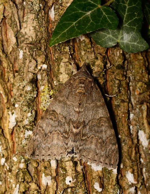 Catocala nupta - piros övesbagoly