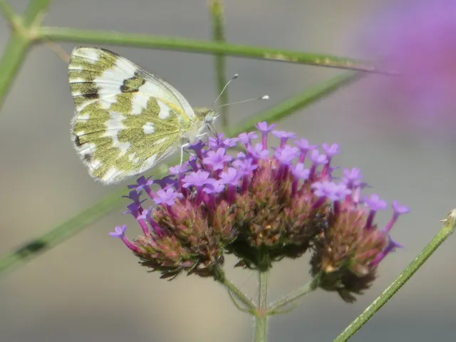 Pontia edusa - rezedalepke