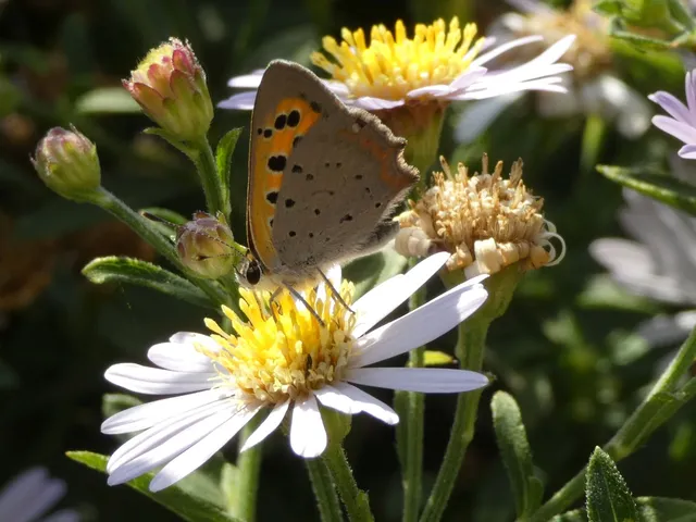 Lycaena phlaeas - közönséges tűzlepke