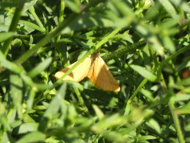 Lythria purpuraria - bíborsávos araszoló