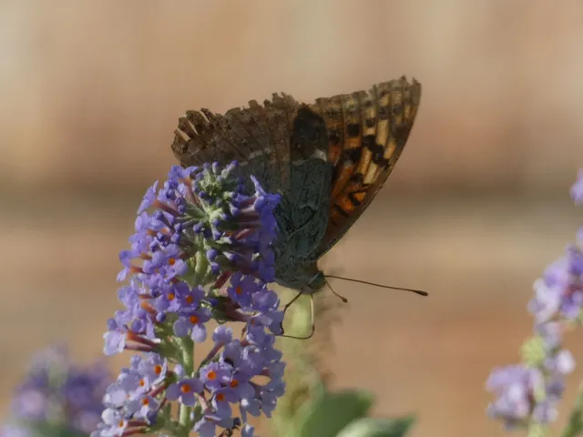 Argynnis pandora - zöldes gyöngyházlepke