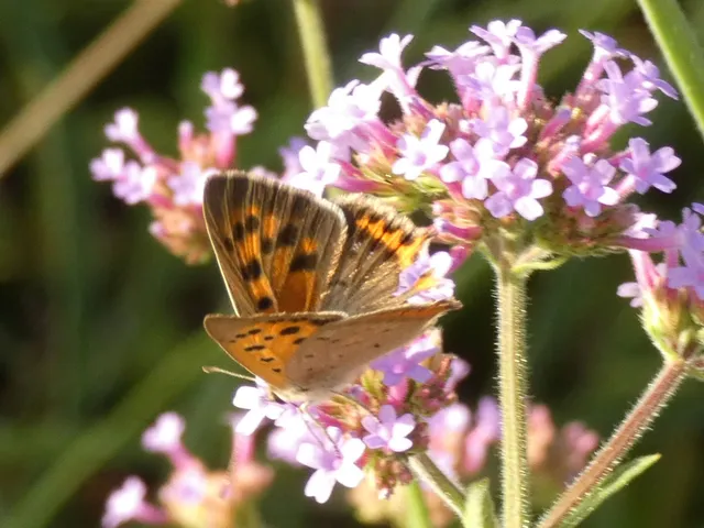 Lycaena phlaeas - közönséges tűzlepke