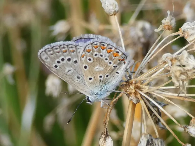 Polyommatus icarus - közönséges boglárka