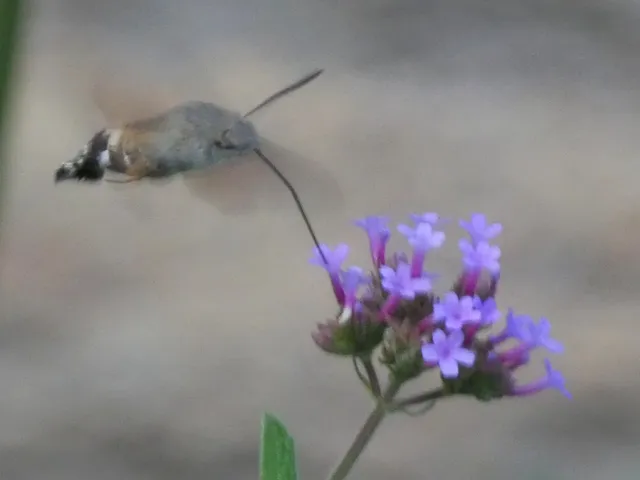 Macroglossum stellatarum - kacsafarkú szender