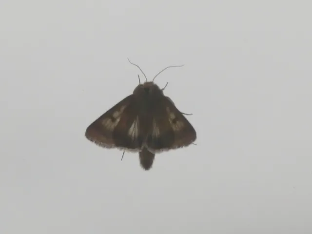 Helicoverpa armigera - kukorica-veteménybagoly
