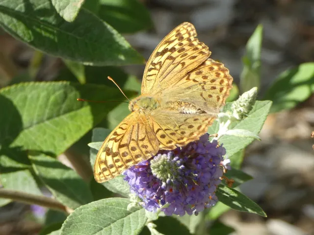 Argynnis pandora - zöldes gyöngyházlepke