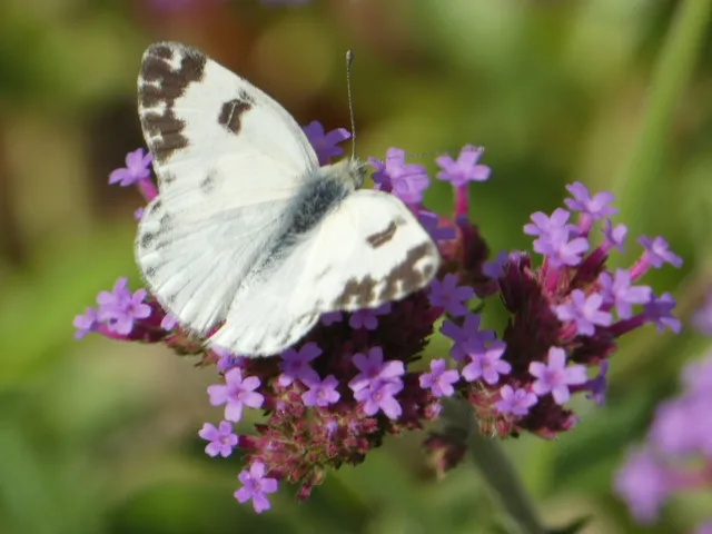 Pontia edusa - rezedalepke