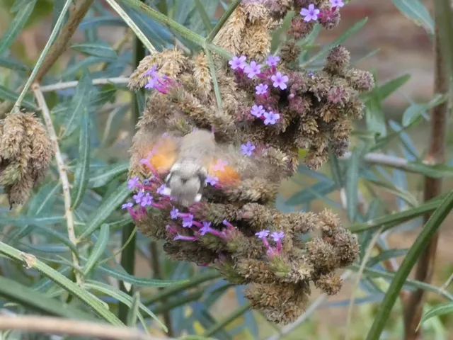 Macroglossum stellatarum - kacsafarkú szender