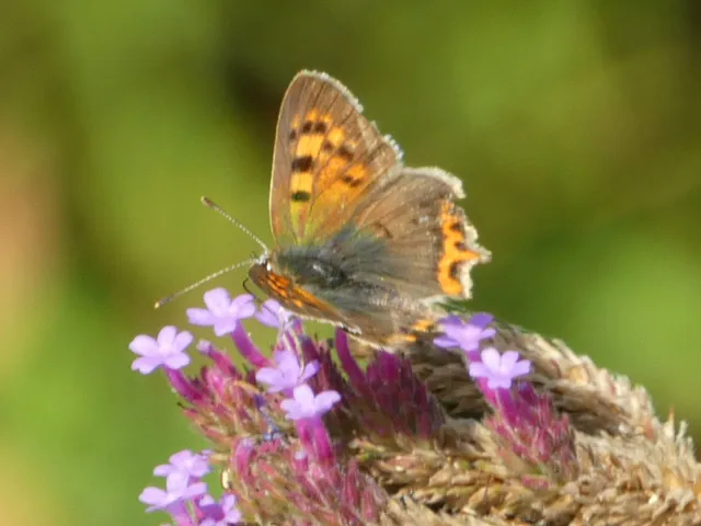 Lycaena phlaeas - közönséges tűzlepke