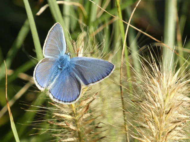 Polyommatus icarus - közönséges boglárka