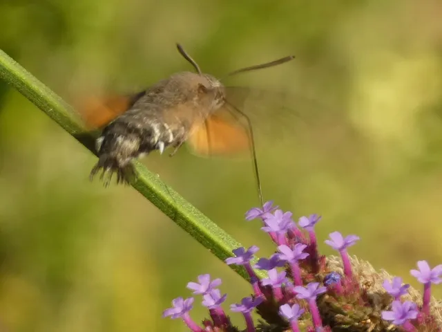 Macroglossum stellatarum - kacsafarkú szender