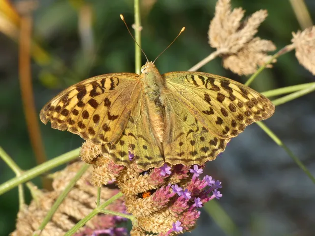 Argynnis pandora - zöldes gyöngyházlepke