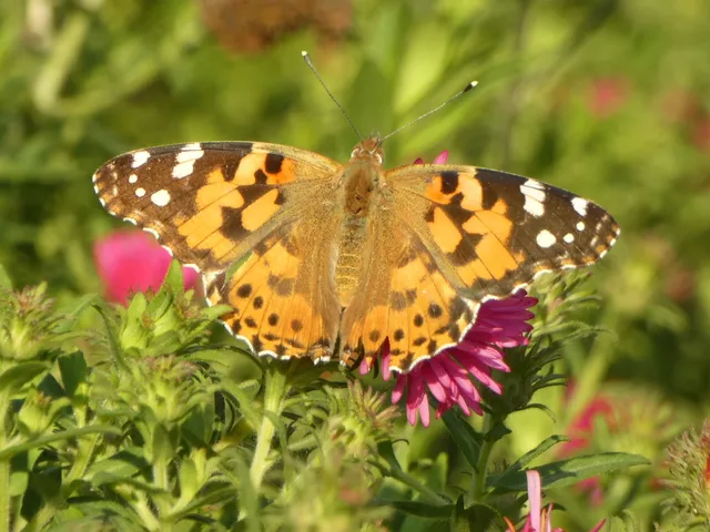 Vanessa cardui - bogáncslepke
