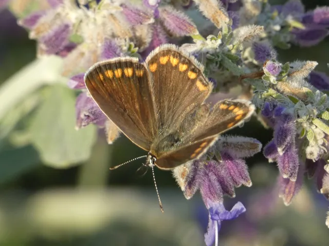 Polyommatus icarus - közönséges boglárka