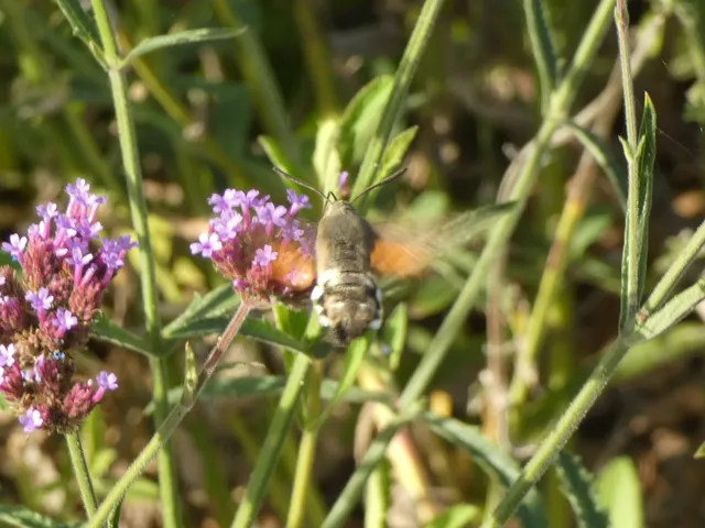 Macroglossum stellatarum - kacsafarkú szender