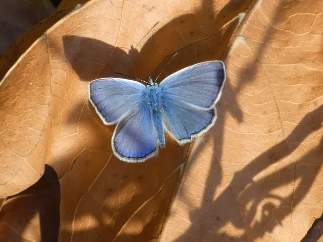 Polyommatus icarus - közönséges boglárka