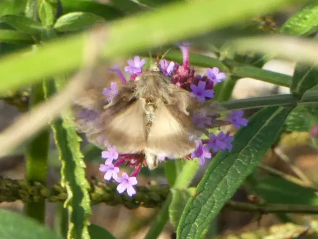 Autographa gamma - gammalepke