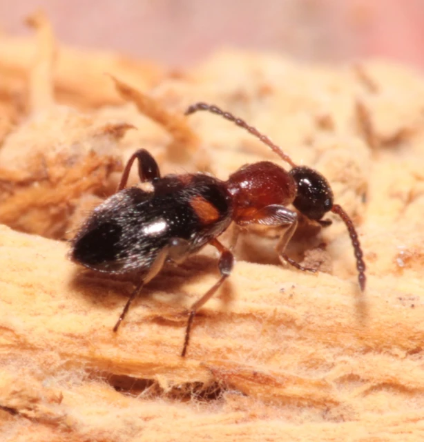 Anthelephila pedestris - hangyaszerű fürgebogár