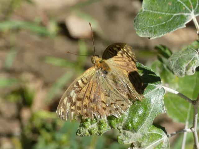 Argynnis pandora - zöldes gyöngyházlepke