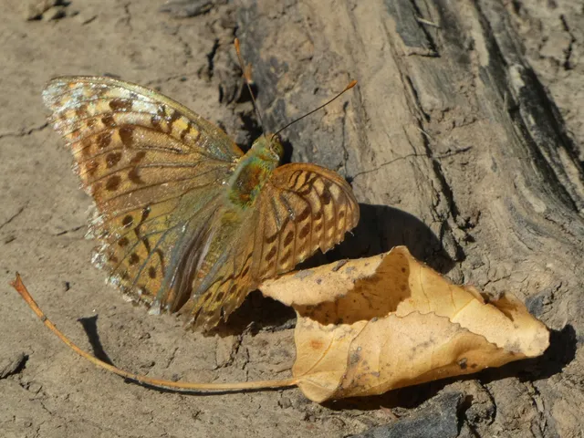 Argynnis pandora - zöldes gyöngyházlepke