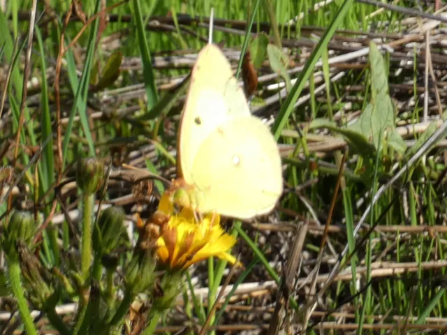 Colias