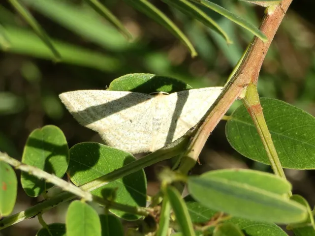 Scopula virgulata - vesszős sávosaraszoló