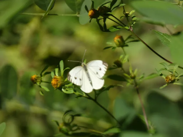 Pieris napi - repcelepke