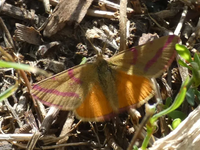 Lythria purpuraria - bíborsávos araszoló