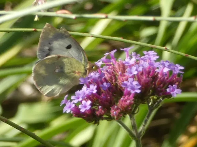 Colias croceus - sáfránylepke
