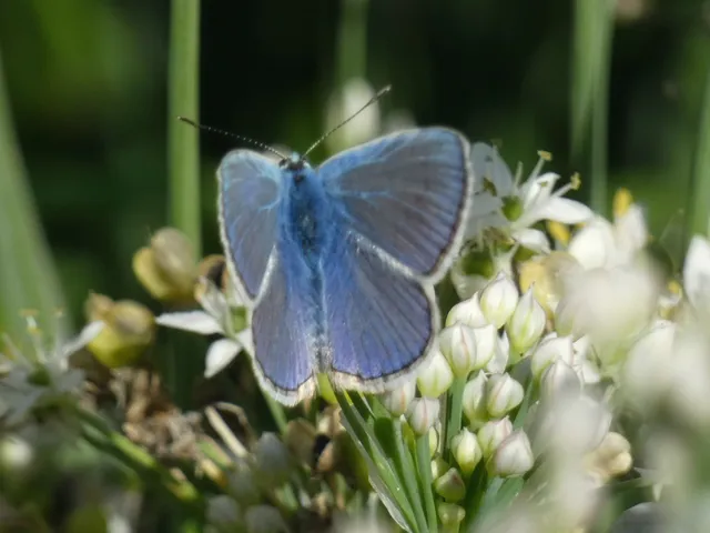 Polyommatus icarus - közönséges boglárka