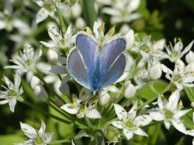 Polyommatus icarus - közönséges boglárka
