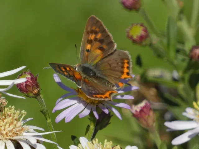 Lycaena phlaeas - közönséges tűzlepke