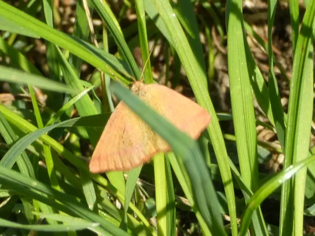 Lythria purpuraria - bíborsávos araszoló