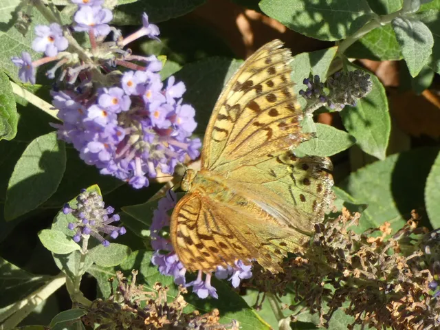 Argynnis pandora - zöldes gyöngyházlepke