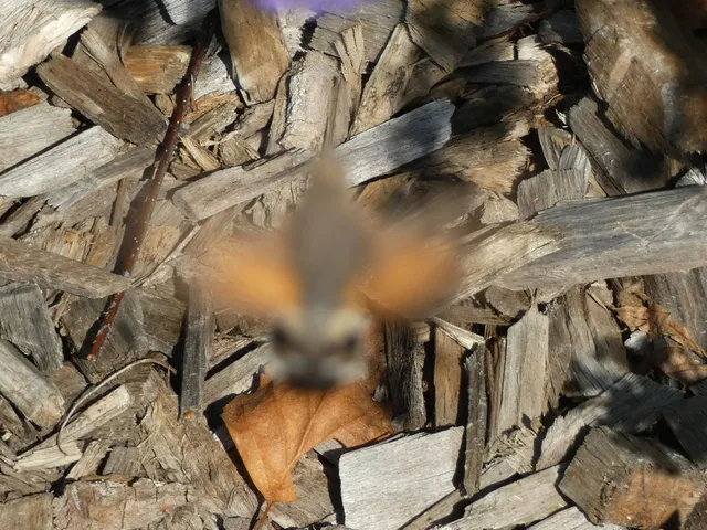 Macroglossum stellatarum - kacsafarkú szender